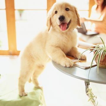 Puppy Leaning on Table