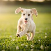 puppy running at the park