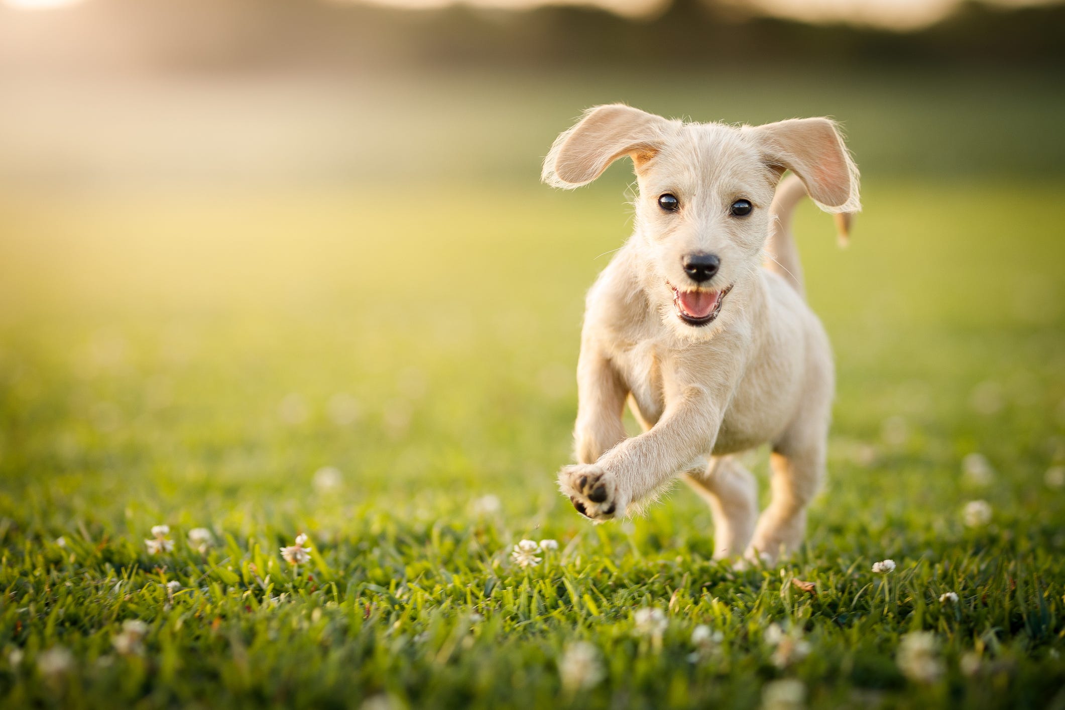 can you use sunscreen on dogs