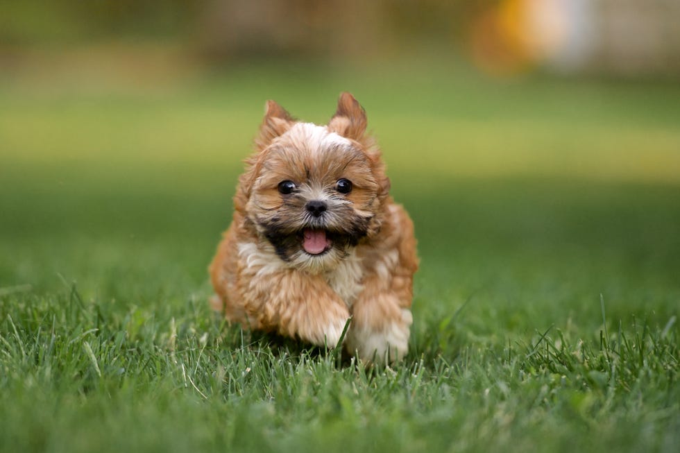 Shorkie Puppy Running in Grass