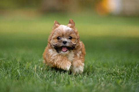Shorkie Puppy Running in Grass