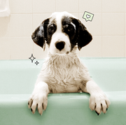 puppy in a bathtub