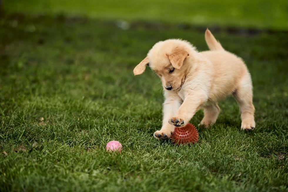 puppy training mistakes