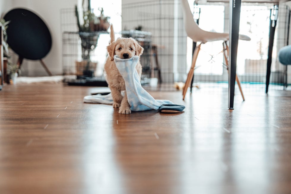 puppy training mistakes