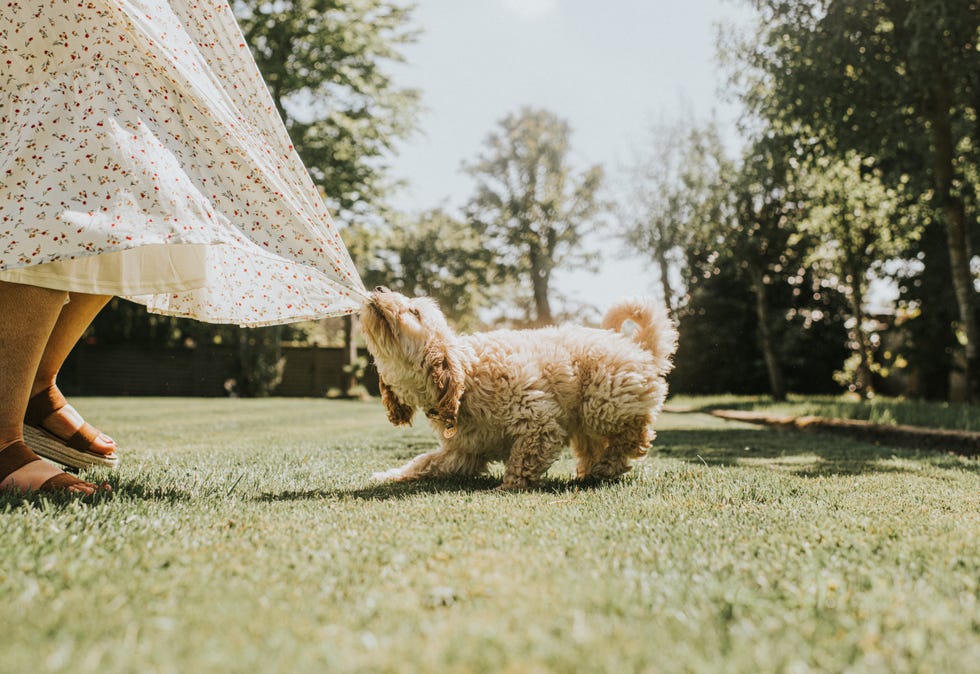 puppy training mistakes