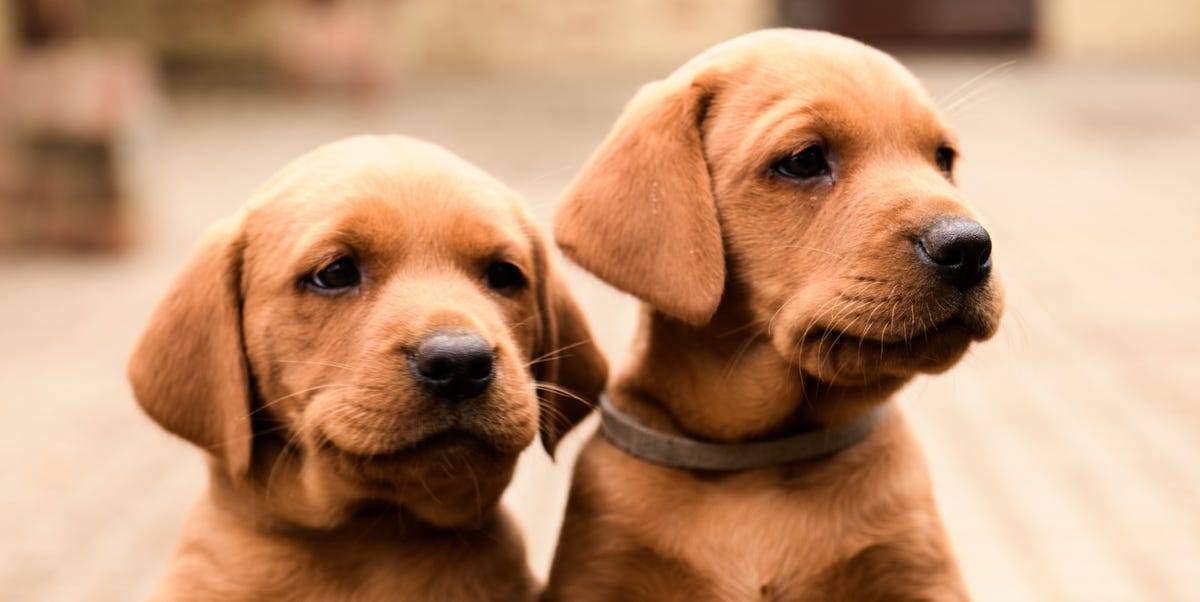 8 Puppy Training Mistakes You Need To Stop Now 8 Puppy Training Mistakes You Need To Stop Now