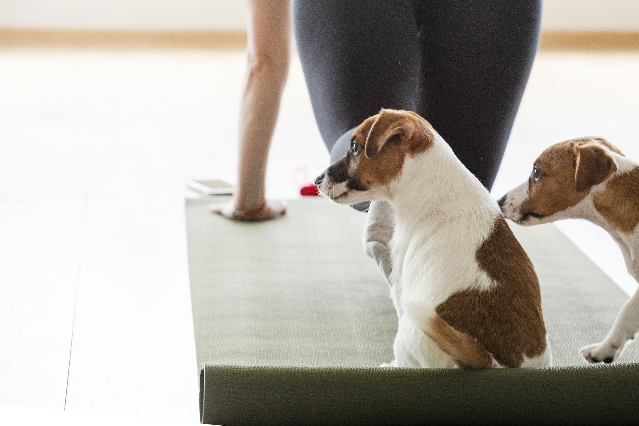 Dog ate yoga mat best sale