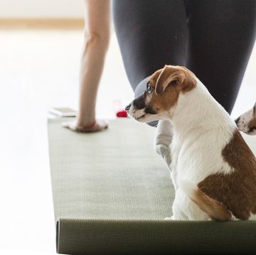 happy girl doing yoga with funny jack russell terrier puppy healthy lifestyle