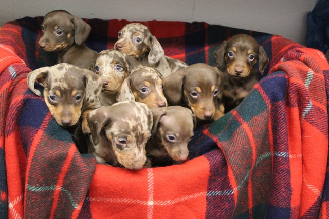 Nine dogs looking for a home this Christmas