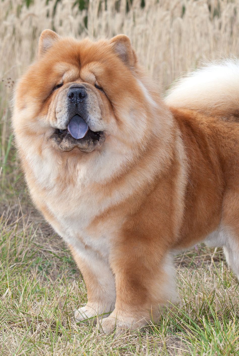 TOP 5 BIG DOG BREEDS – Petstreat