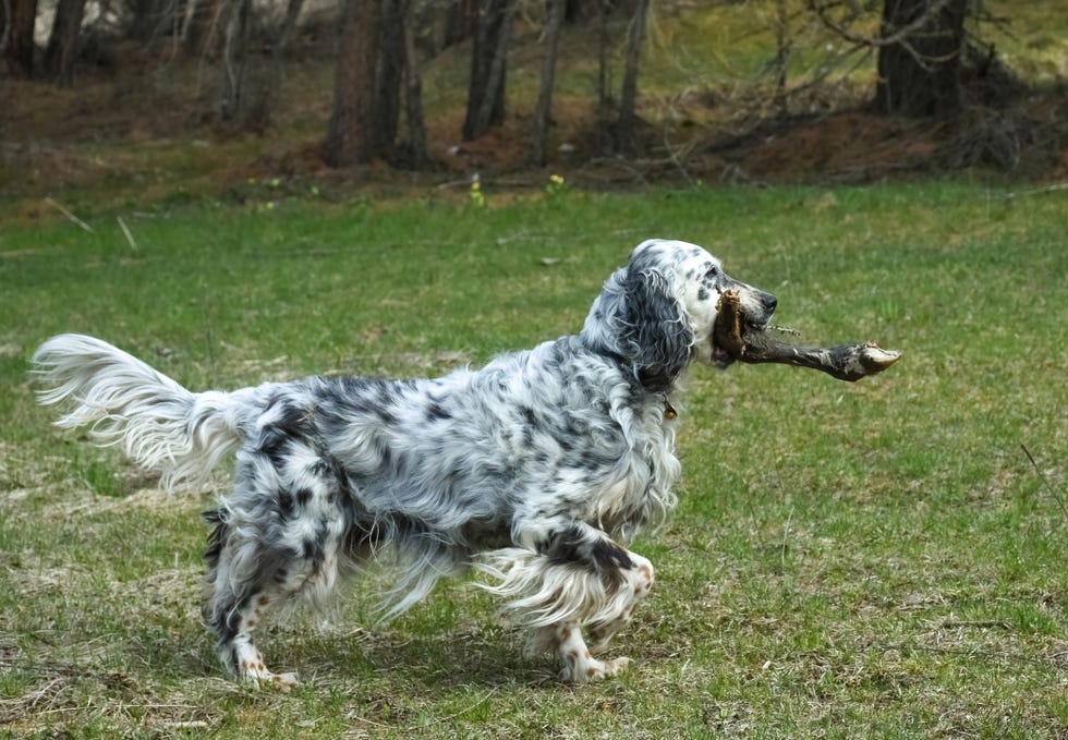 purebred english setter perfectly pointing aiming position and with a pray in her mouth