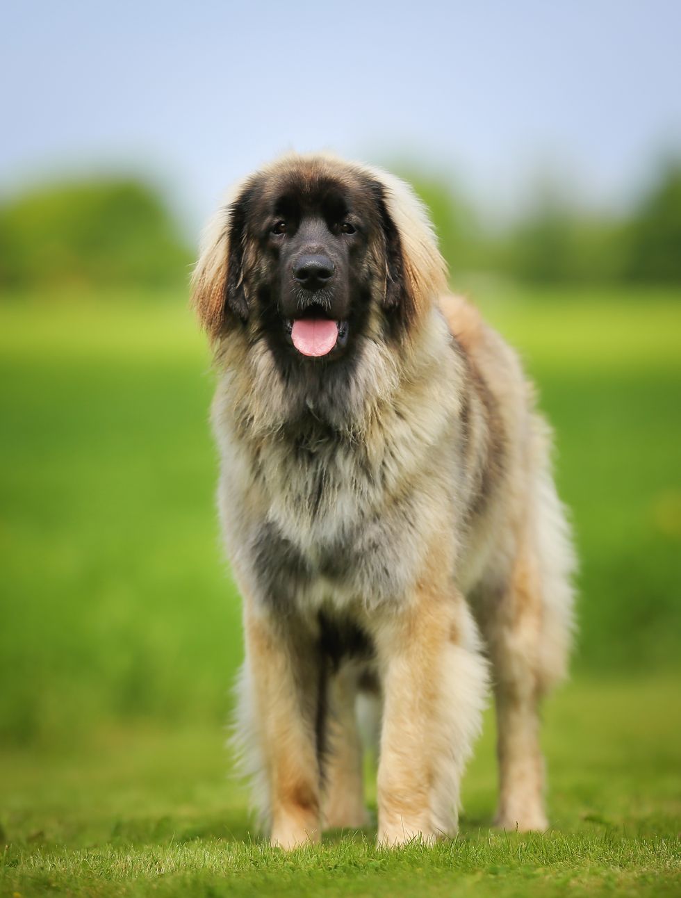 purebred leonberger dog with a black face and long brown, white and gray hair standing on the grass, panting