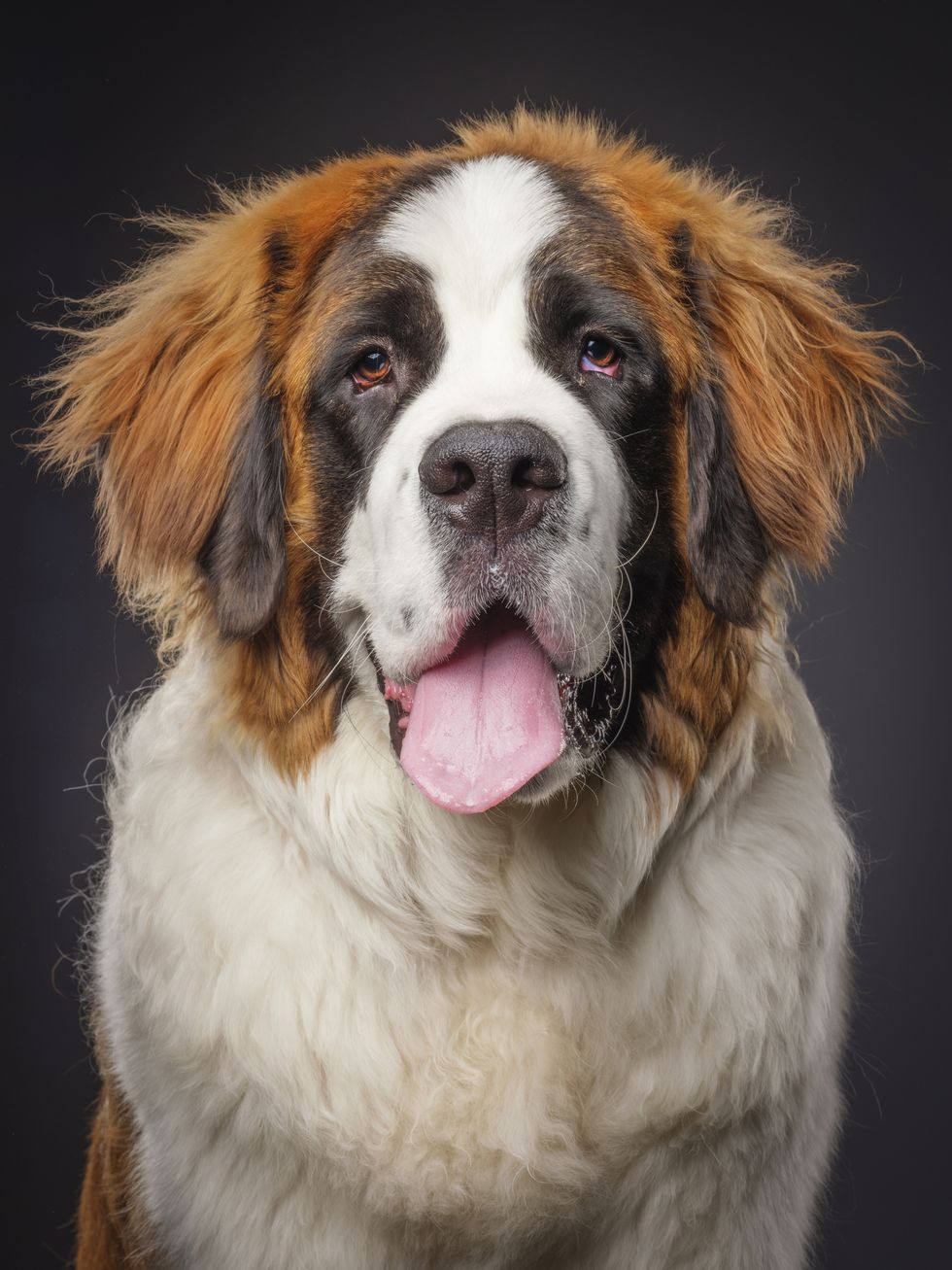close up of st bernard dog with shaggy white and light brown hair and a smooth coated face staring at the camera