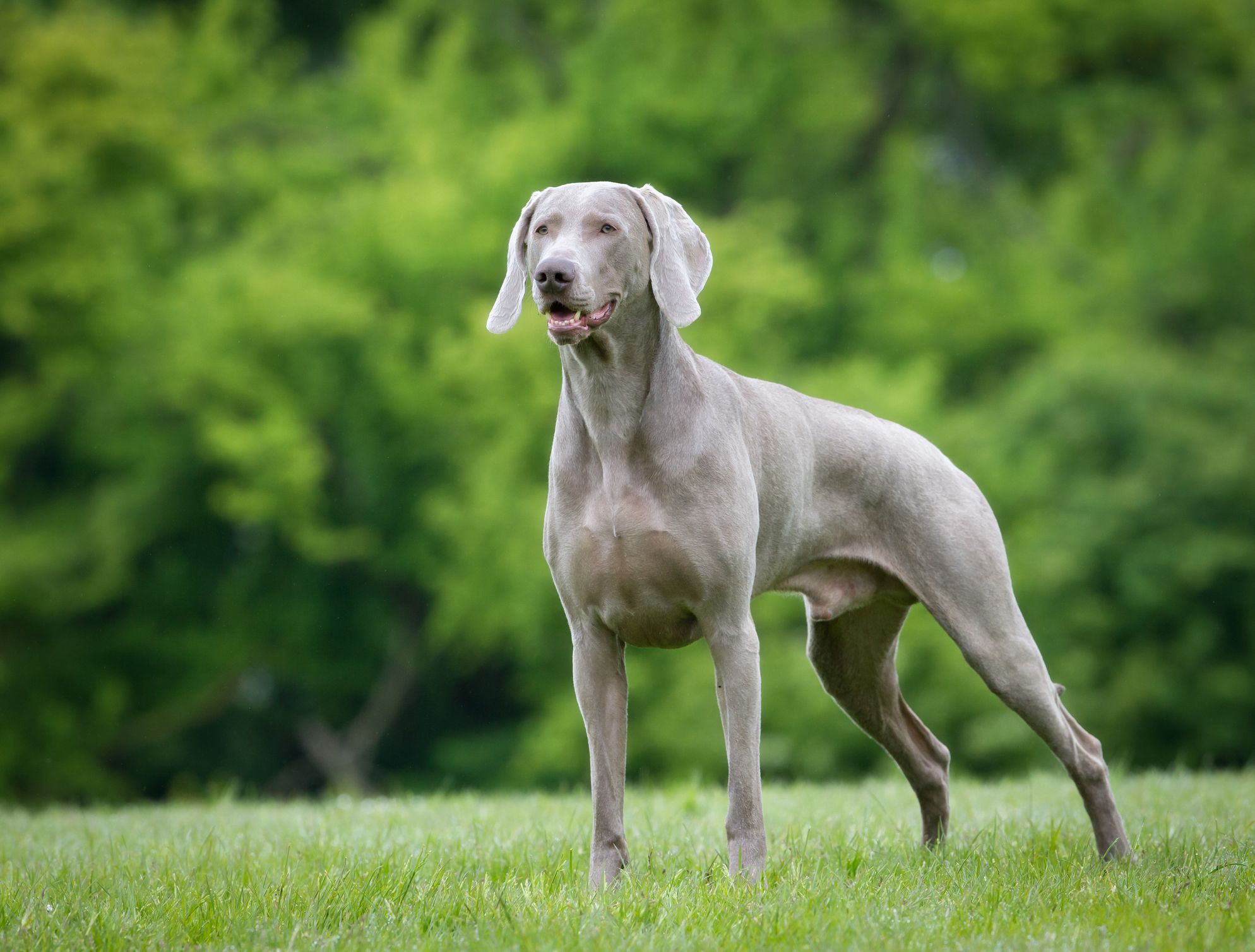 Easy large dog breeds best sale