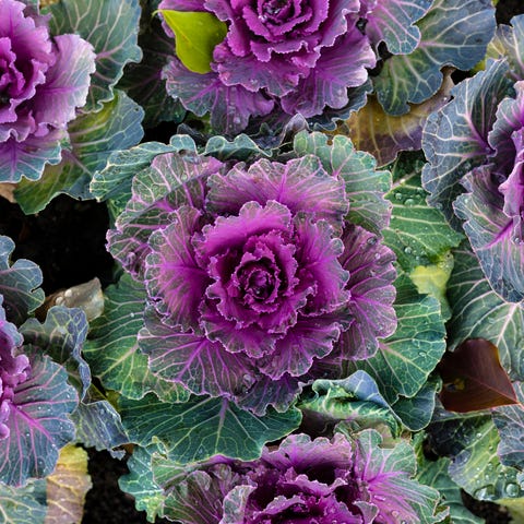 what to plant in november ornamental cabbage