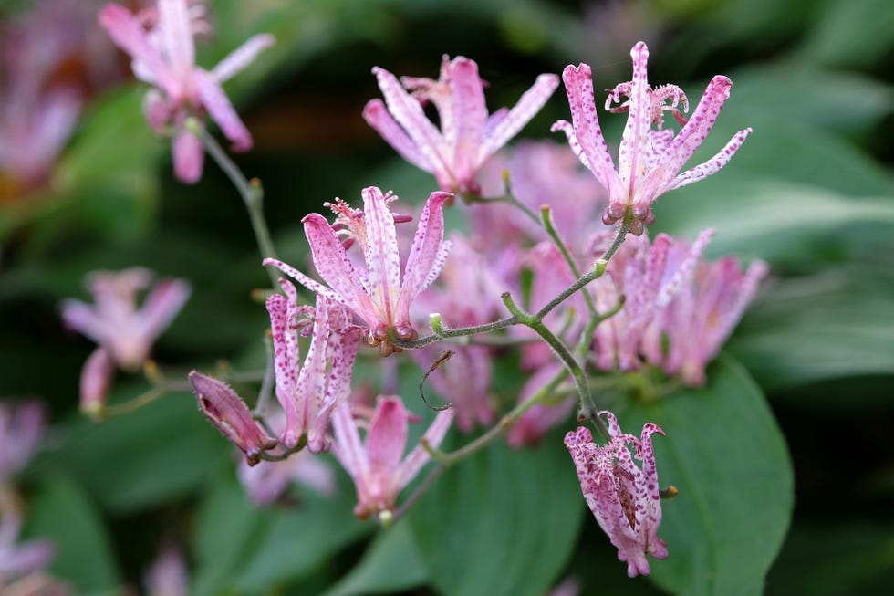 Best Shade Perennial Toad Lily