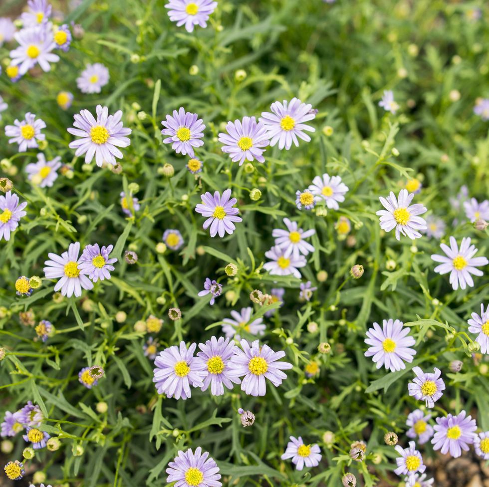 13 Recommmended Plants With Daisy-Like Flowers
