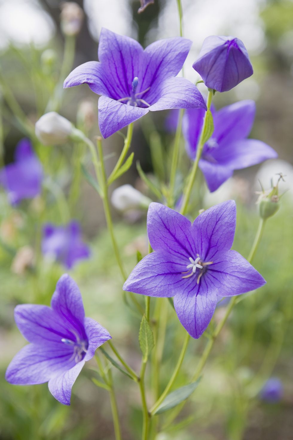 bell shaped small purple flowers that have a five point star shaped face on delicate stems in the garden