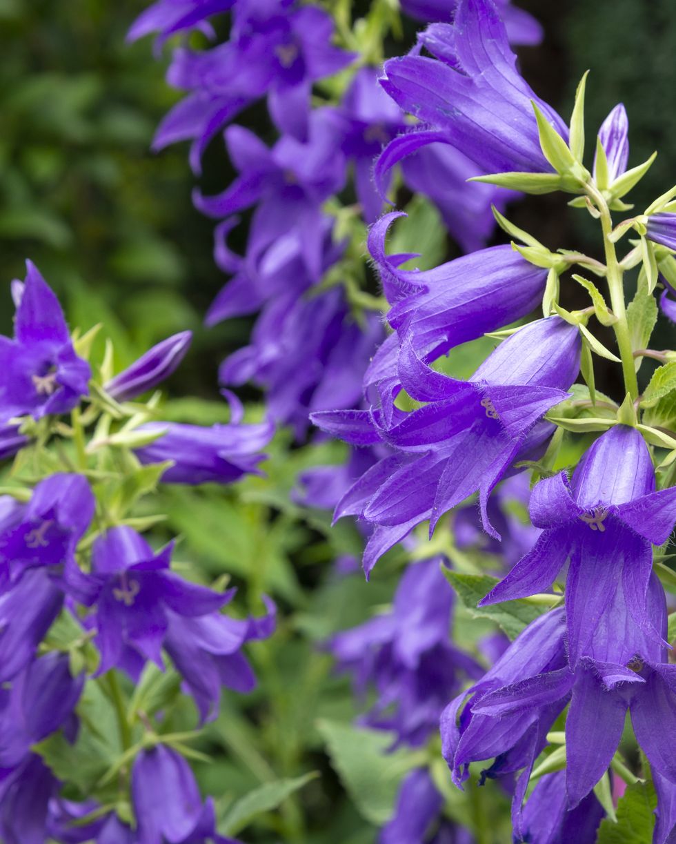 a tall large flowered form of bellflower which grows wild as well as being cultivated in gardens this deep blue form is a variety called 'brantwood'