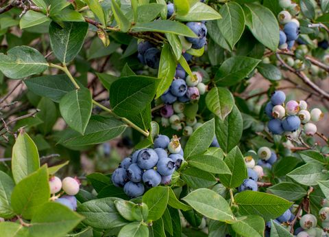 purple blueberries, grow by the thousands on bushes in this rural michigan usa blueberry farm