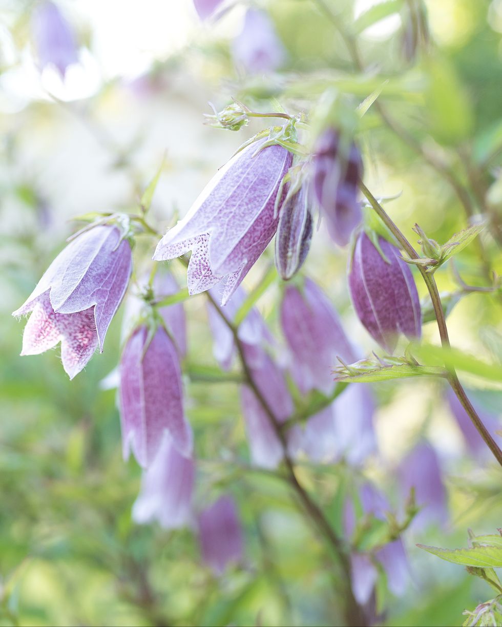purple campenula bell flower in a garden