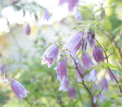 purple campenula bell flower in a garden