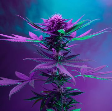 purple cannabis plant marijuana artistic vibrant background