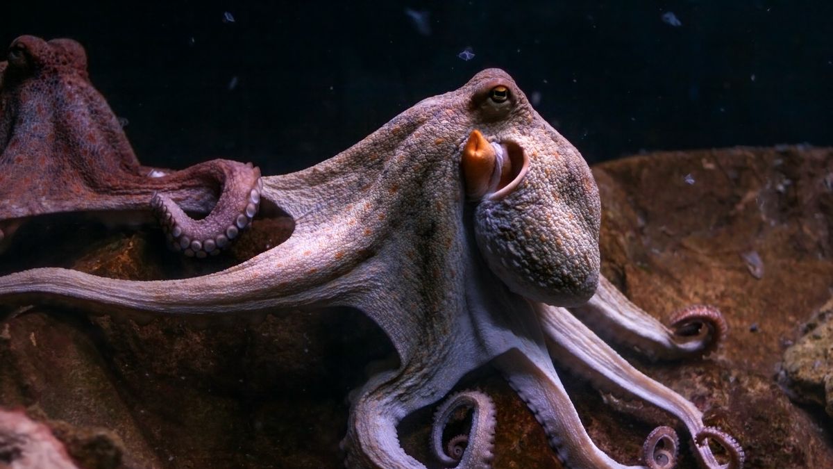 15 Incredible Octopus Photos and Facts