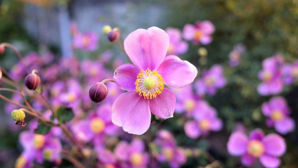 purple cute flowers japanese anemone hupehensis var japonica