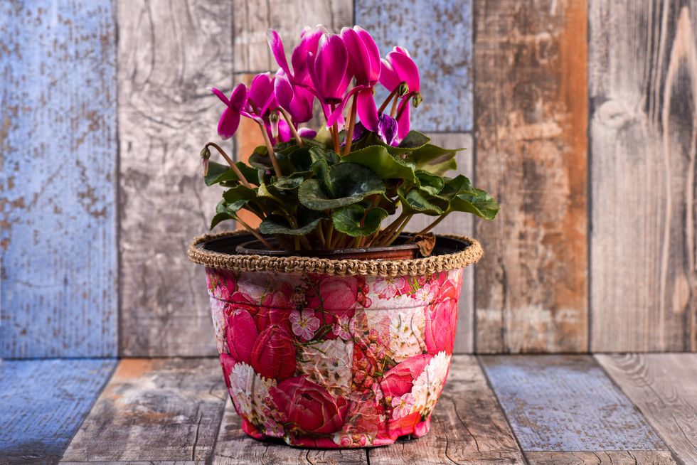purple cyclamen flower in flowerpot on rustic wooden table
