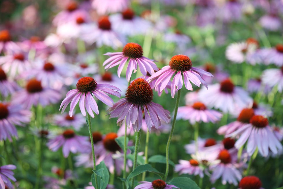 purple echinacea flower