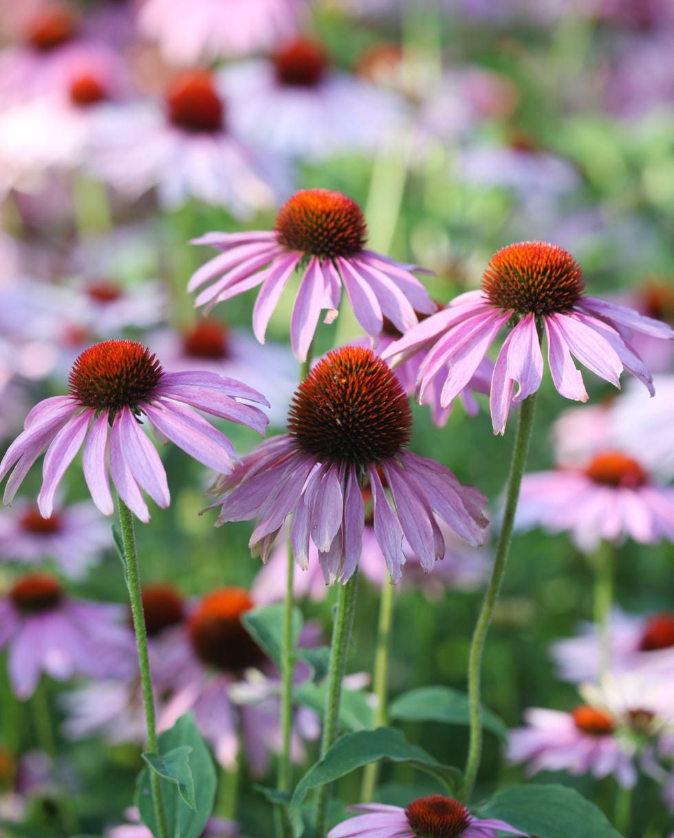 purple echinacea flower