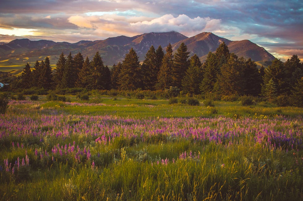 purple field