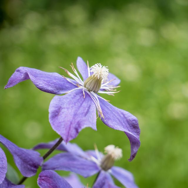 purple flower clematis arabella with green blurred background