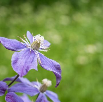 purple flower clematis arabella with green blurred background