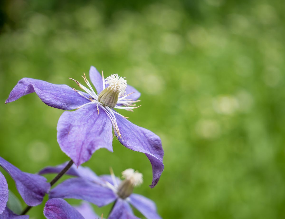 How to Plant and Grow Clematis - Clematis Growing Guide