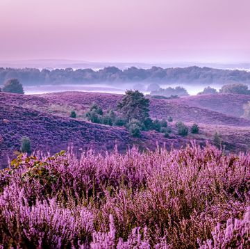 paarse heidevelden in bloei in nederland