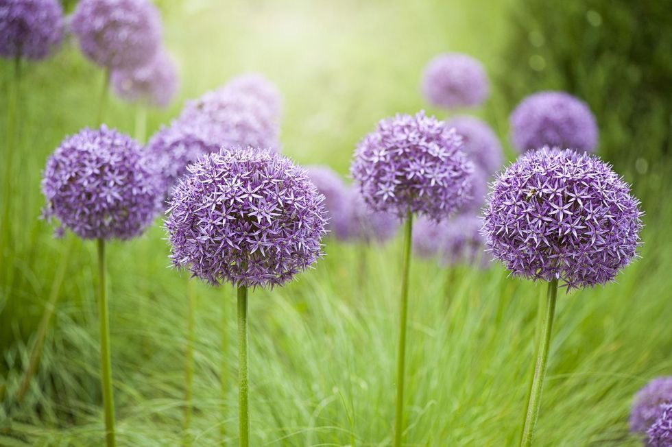 tall purple flowers that are allium and look like giant lollipops planted amongst tall green grass