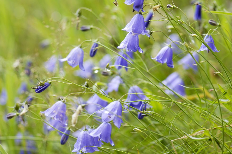 small bell shaped purple flowers on delicate stems
