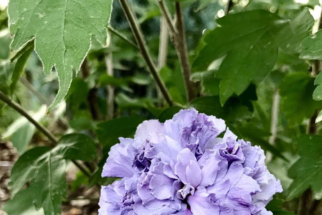 lavender color bouquet