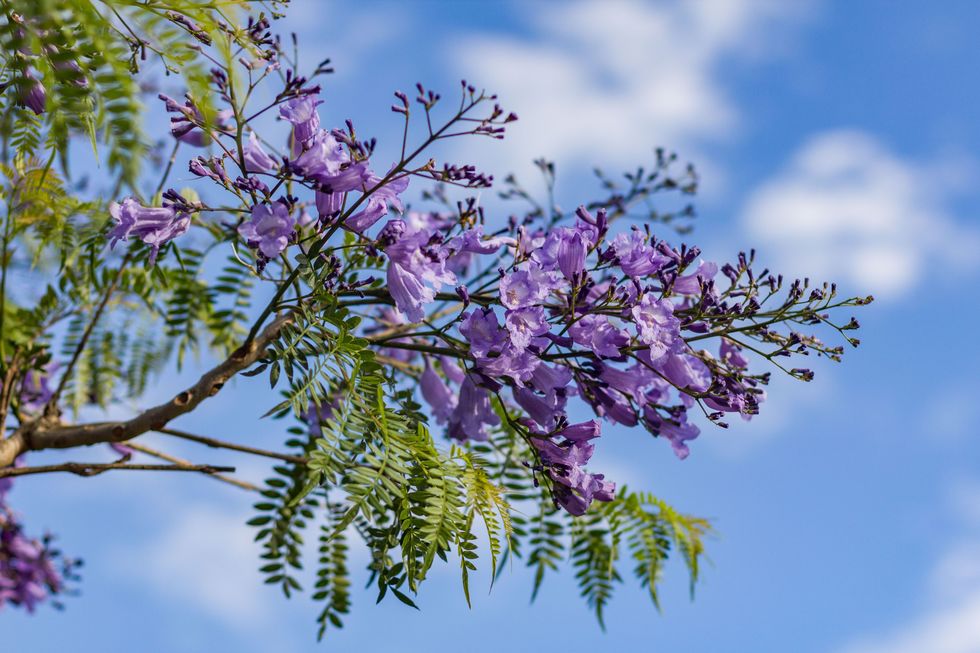 branch of jacaranda tree with fernlike leaves and clusters of small purple flowers