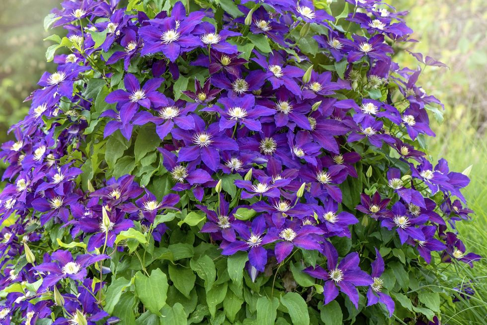 clematis ‘warszawska nike’, a vine with abundunt deep purple flowers, climbing a garden trellis in summer