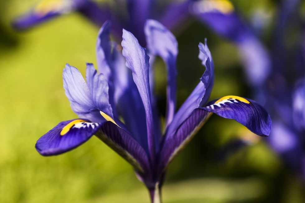 dwarf iris flowers which have deep purple petals accented with splashes of white and yellow abloom in garden