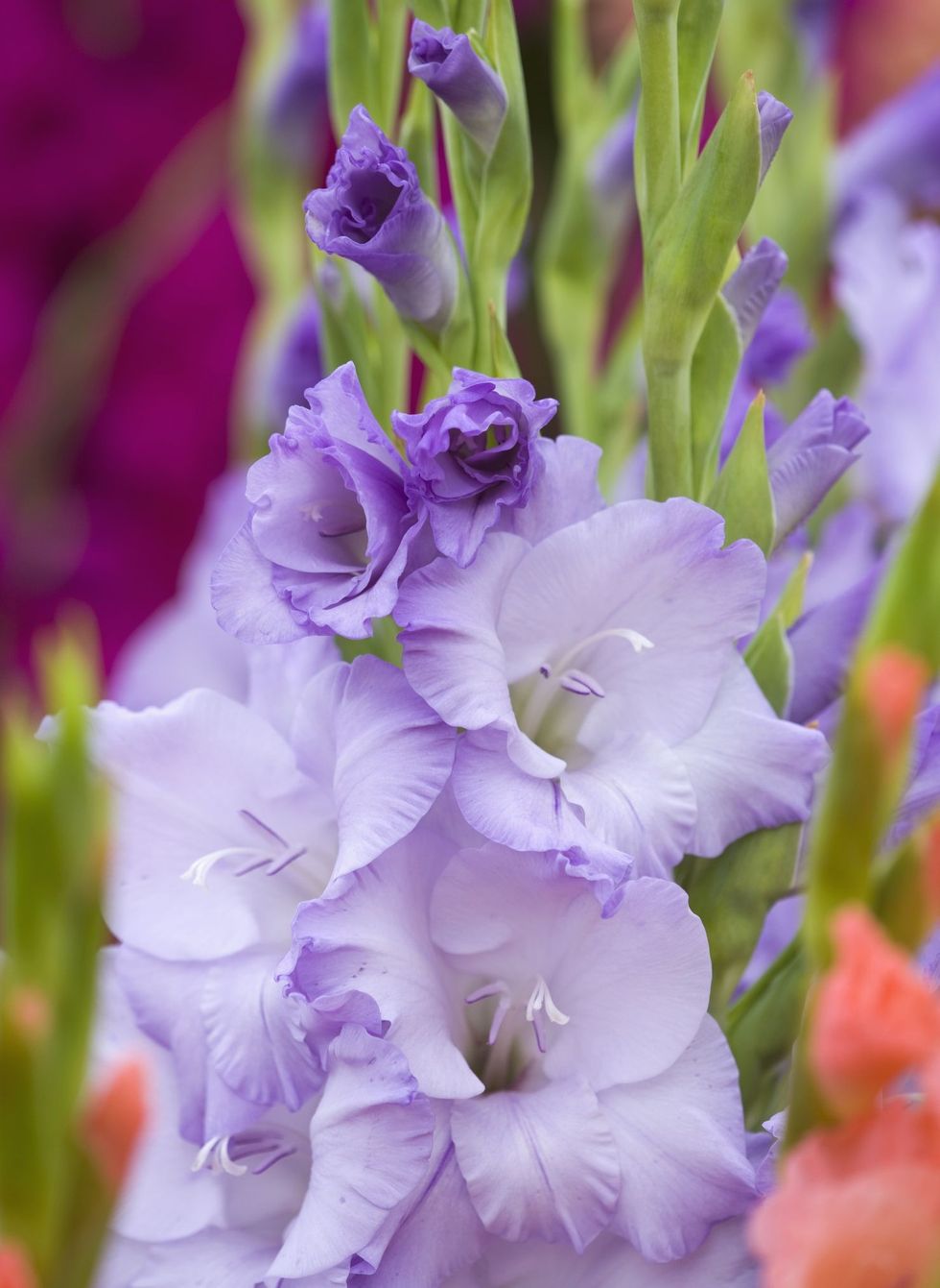 purple flowers of gladiolus variety 'sweet blue'