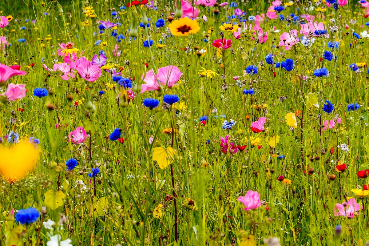 Households Reminded Not To Pick Wildflowers In Line With Law