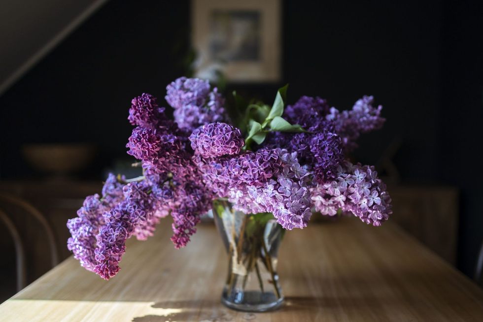clusters of lilac flowers cascading out of a glass vase on a wooden table purple flowers