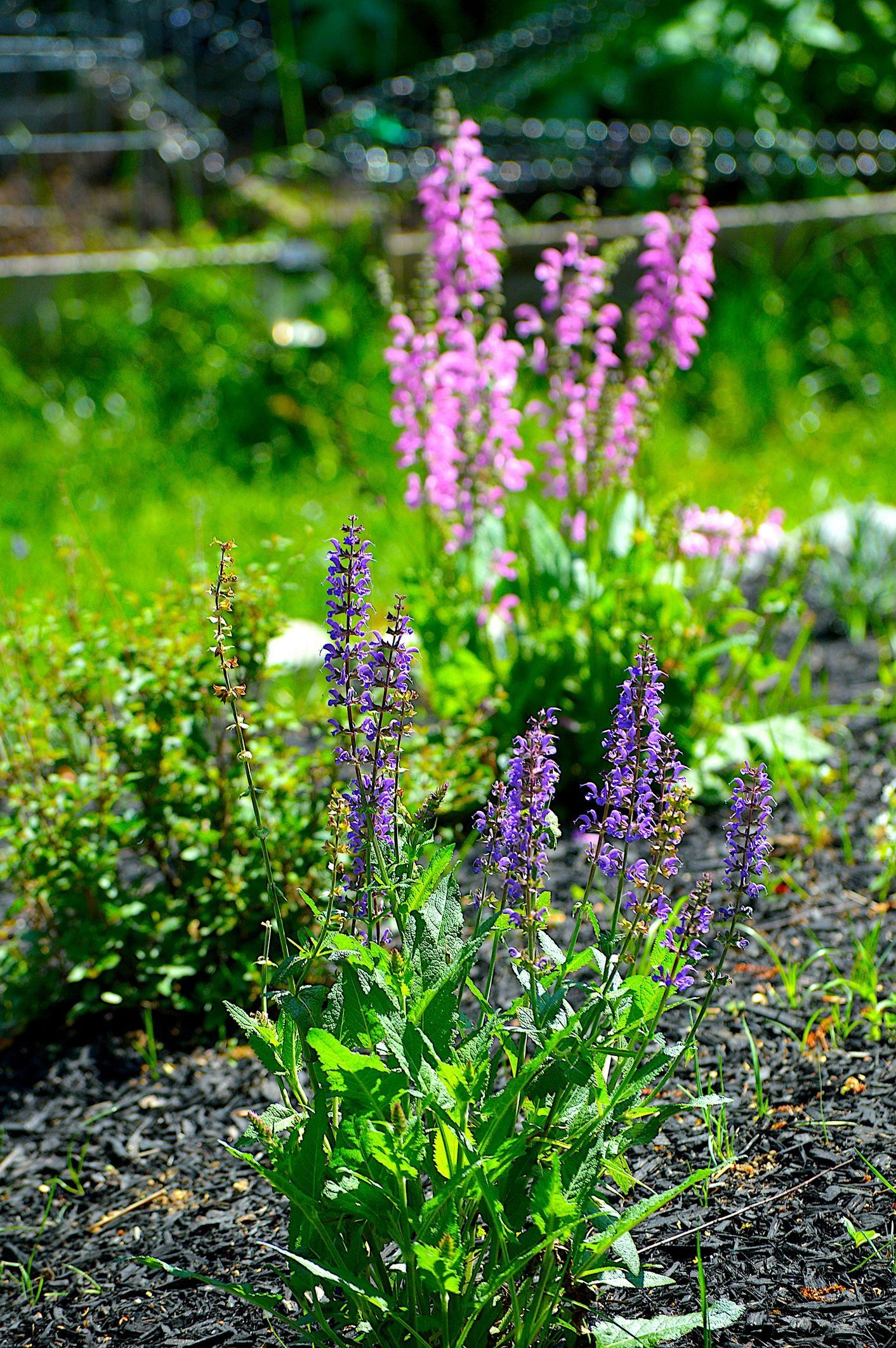 28 Purple Flowers For Gardens