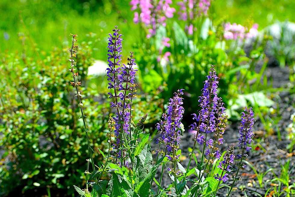 purple flowers of a blooming may night salvia in a sunny garden bed