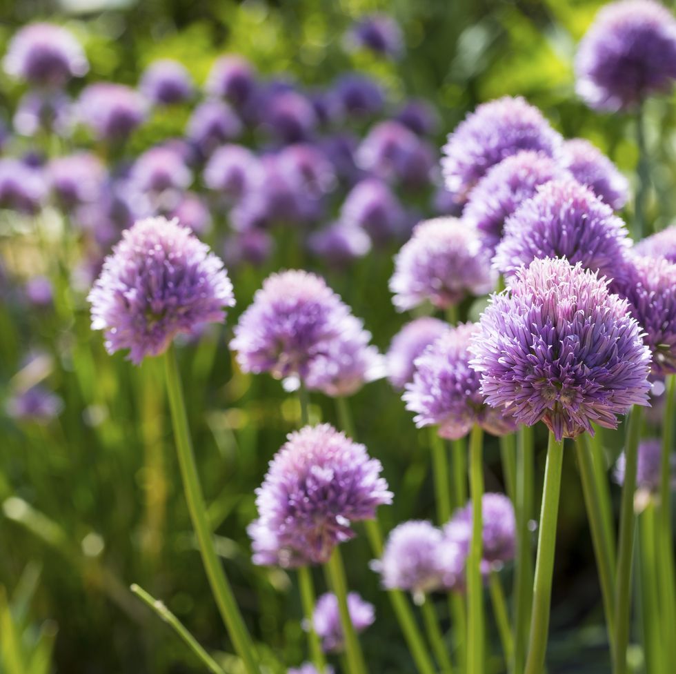purple flowers of chives (allium schoenoprasum) in the garden