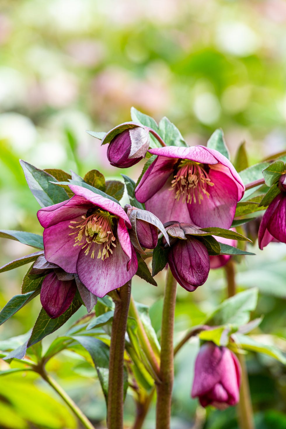 best shade perennials hellebore